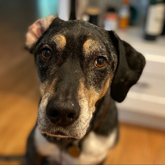 Meet your Posher, Adam - Picture 1 of 1